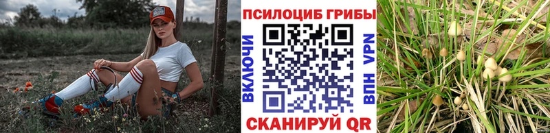 shop официальный сайт  Артёмовский  Псилоцибиновые грибы Cubensis 